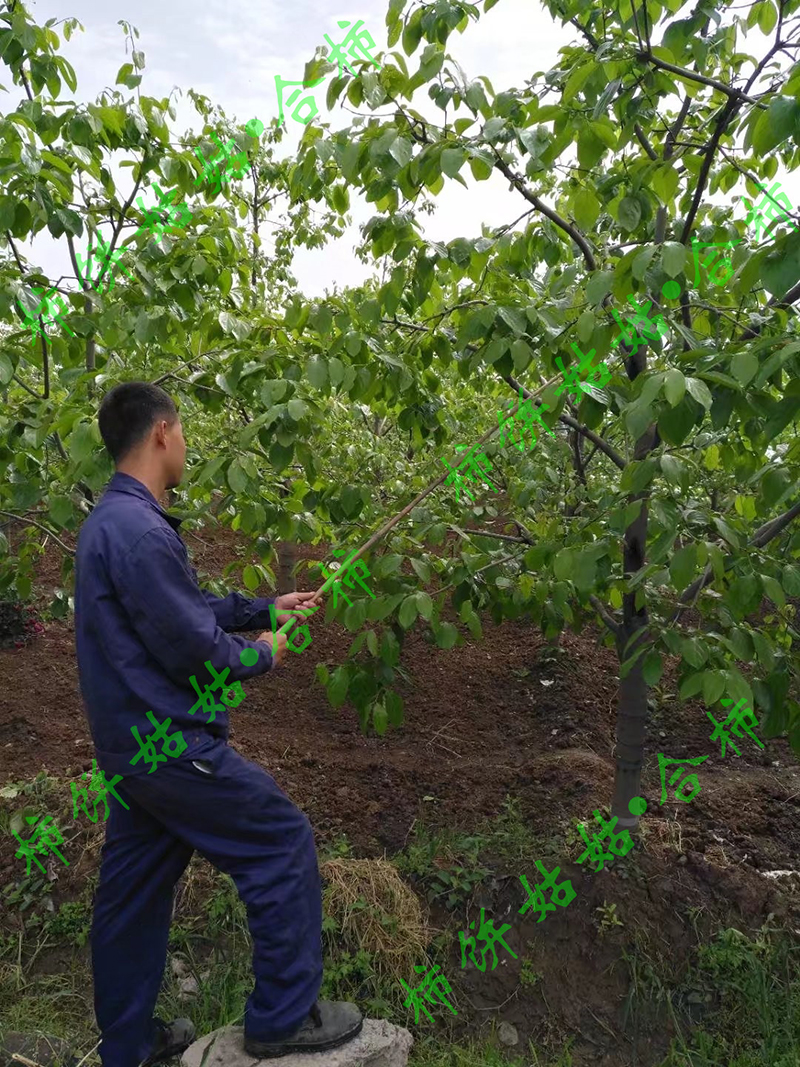 柿子树剪去茂盛枝条